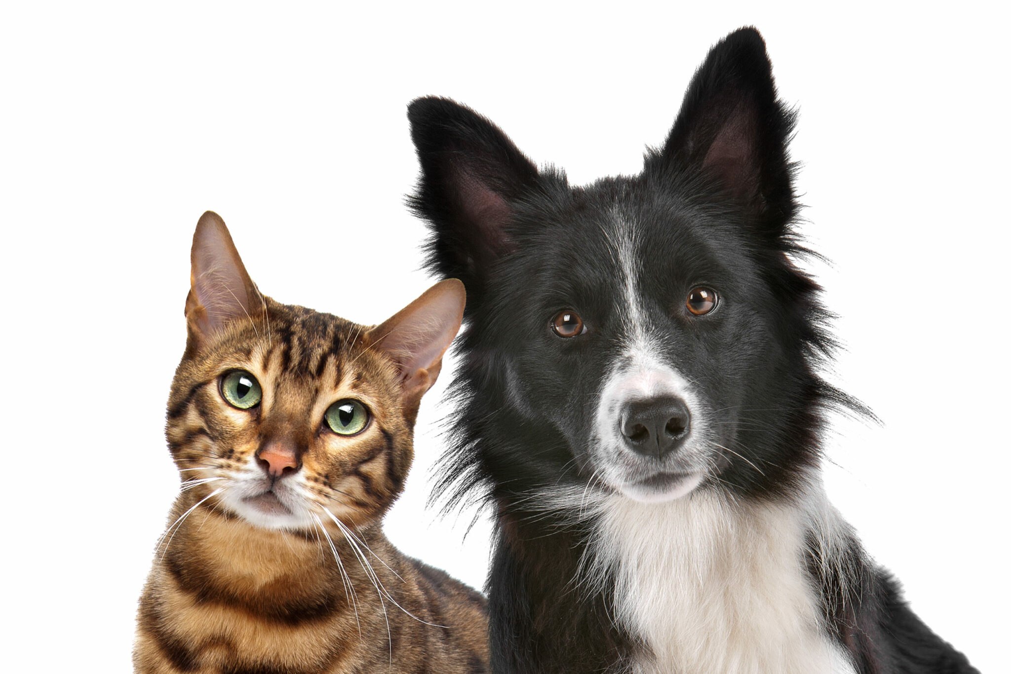 Procurando por cremação de animais?
