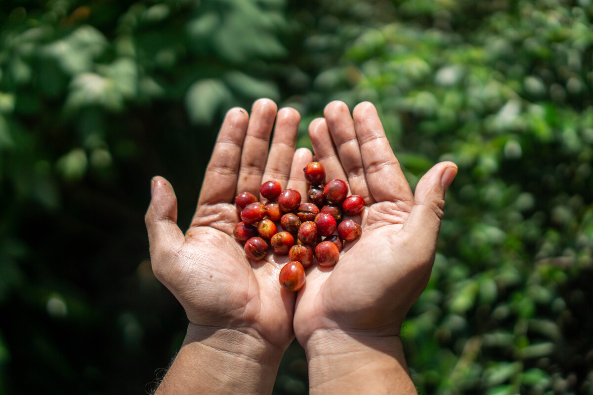 Consumo Consciente: Como as Pessoas Estão Escolhendo Cafés Sustentáveis e Orgânicos